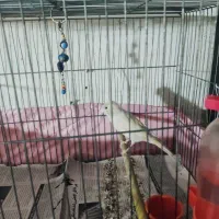 تعدادی قناری|پرنده|پاکدشت, پاکدشت (مامازند)|دیوار