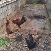 خروس مرغ لاری ....|حیوانات مزرعه|سیاهکل, |دیوار