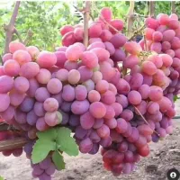 فروش درختان خوشه ای|گل و گیاه طبیعی|مهریز, |دیوار