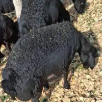 گوسفند قره قزل موفر
