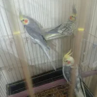 عروس هلندی