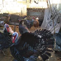 چهار عدد بوقلمون ماده و یک عدد نر