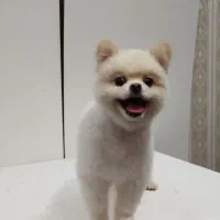 جفت پامر خرسی مولد|سگ|کرمانشاه, |دیوار