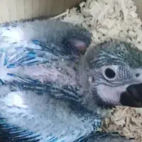 حراج جوجه ی سرلاکی طوطیهای خانگی دستی|پرنده|همدان, |دیوار