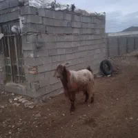 یک راس پازن