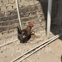 مرغ محلی