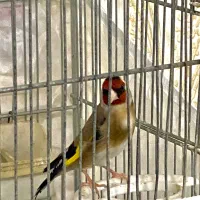 سهره