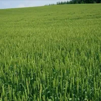 فروش-مسکن-ملی-و-زمین-کشاورزی