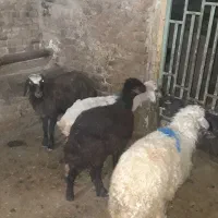 ۴راس بره ماده درجه یک