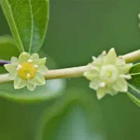 جذب نیروی خانم جهت تولید محتوا ویدئویی