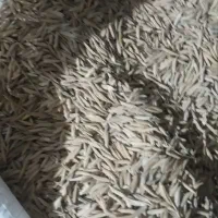 شالی‌فجر‌90روزه