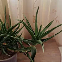 گل آپارتمانی همراه باجوانه های فراوان