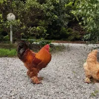 مرغ خروس برهما امپراطور خاص