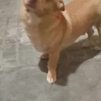 واگذاری سگ نر|سگ|بیرجند, |دیوار