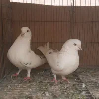کبوتر