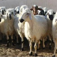 نیازمند به چوپان