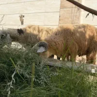 تعدادی بره و کهری