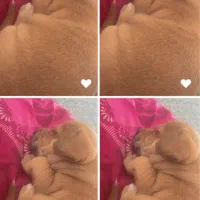 سگ پیتبول|سگ|رشت, معلم|دیوار