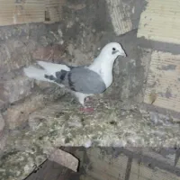 کبوتر مسافتی