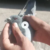 کفترا گم شدن حدود ده روز پیش