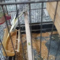 عروس هلندی|پرنده|سنگدوین, |دیوار