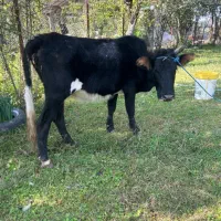 گاو گوساله نر|حیوانات مزرعه|رضوانشهر, |دیوار