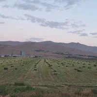 یونجه کیلویی ۴۰۰۰۰ چهل هزارتومن