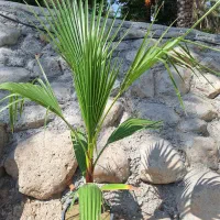 تولید وفروش خرده وعمده انواع گل حیاطی|گل و گیاه طبیعی|جهرم, |دیوار