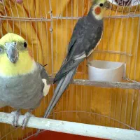عروس هلندی