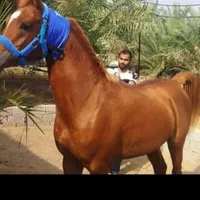 مادیون یکسر