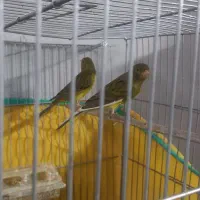 قورولتی نروماده جفت