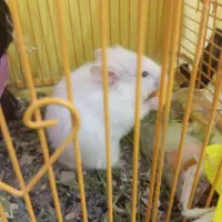 همستر نر ماده