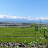 نشا برنج طارم سبدی