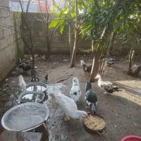 تعدادی خروس،اردک اسرائیلی ومسکویی موجودمیباشد