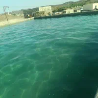 طلا گم کردم