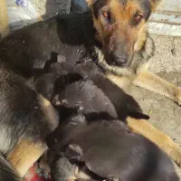 واگذاری توله ژرمن|سگ|رباطکریم, رباطکریم|دیوار