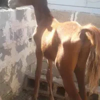 مادیون عرب کورسی یکسر وارداتی.|اسب و تجهیزات اسب‌سواری|شادگان, |دیوار