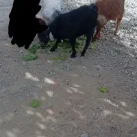 3عدد بزغاله ماده