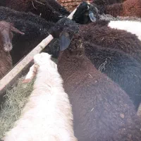 بره نر چاق کشتار