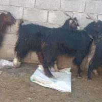 میش و بز بره