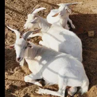 بزغاله سانن