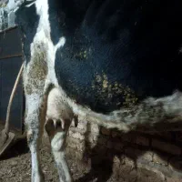 گاو شیری باگوساله