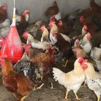 مرغ و خروس محلی|حیوانات مزرعه|مرودشت, بیست متری بیمارستان|دیوار