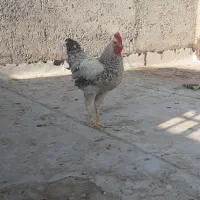 مرغ و خروس