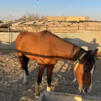 اسب نریون سواری اسب مادیون کششی|اسب و تجهیزات اسبسواری|مشهد, خین عرب|دیوار