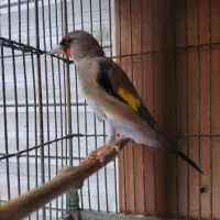 قناری.همه.. بخون|پرنده|آمل, |دیوار