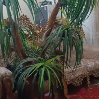 بهارستان|گل مصنوعی|اهواز, بهارستان|دیوار