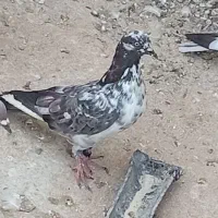 گره|پرنده|قشم, |دیوار