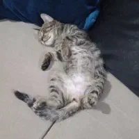 بچه گربه|گربه|کرج, خلج آباد|دیوار