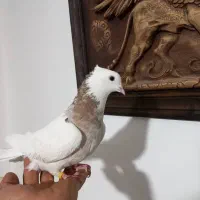 ماده طوقی ونر زری پرشی